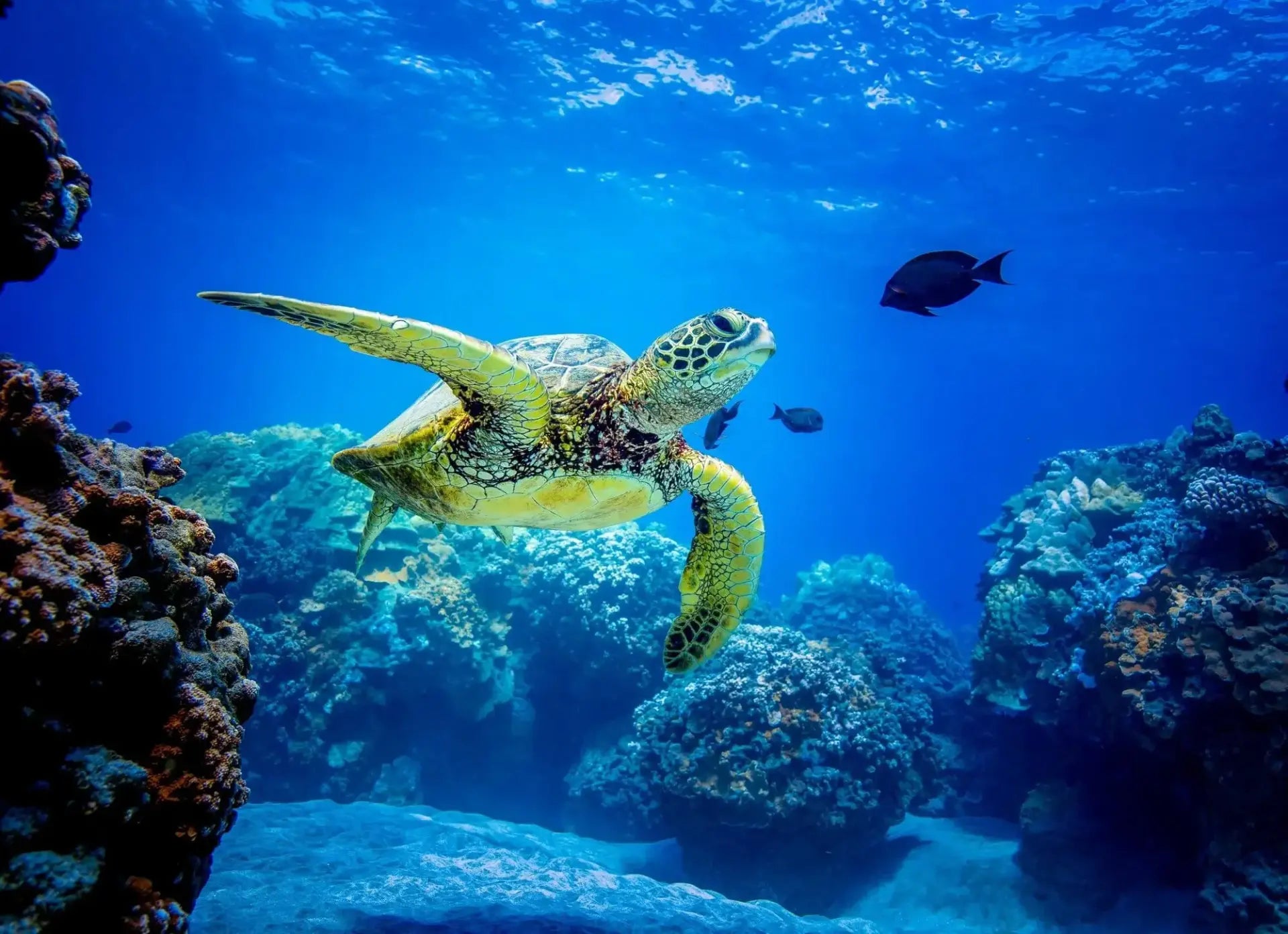 It’s World Oceans Day! Here’s How You Can Do Your Part