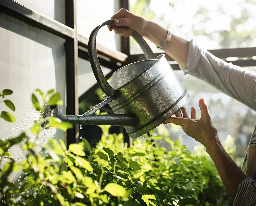 Watering Plants & Sustainable Uses for Your Waste Water